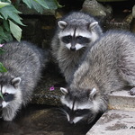 Triplet Baby Raccoons 2008