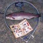 Trout