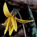 Trout Lily