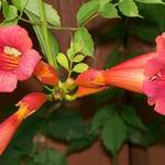  trumpet vine flower 