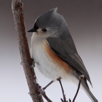 Tufted Titmouse