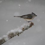 Tufted Titmouse