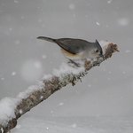 Tufted Titmouse