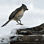 Tufted Titmouse