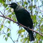 Tui In Song