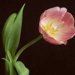Pink Tulip