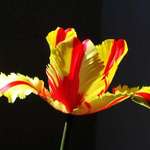 Colorful Tulip