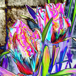Tulip Abstract