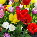 Tulip- Glory