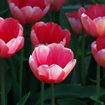 Tulips in the Sun