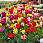 Tulips as far as the Eye can See