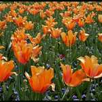 Golden Tulips