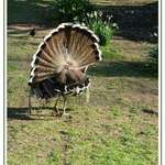 Turkey fanfare