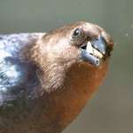 Bird with Tusks (wanna share my meal?)