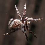 Ugly little critter