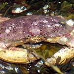 Underwater Crab