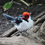 Unknown bird