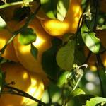 Lemons 1
