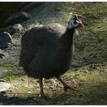 Bird # 45