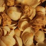 Sea Shells