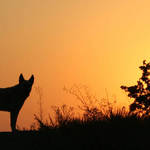 Sunset & Silhouette