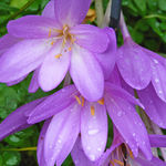 Fall Crocus in Bloom 2011