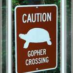 "Gopher" Crossing?