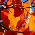 Autumn Colors