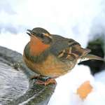 Varied Thrush drinking after snowfall