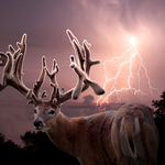 Velvet Lightning