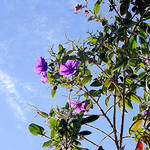 Leaves, Clouds and Sky