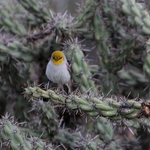 Verdin
