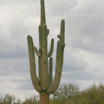 Very Old Saguaro Cactus