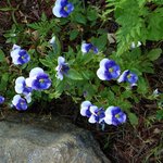 Violas
