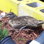 Wal-Mart Mallard