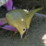 Bird Taking a Bow among the Petals