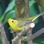 Warbler on peony tree branch