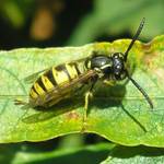 wasp