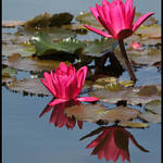 Water Lilies