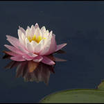 Water Lily