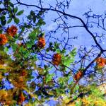 floral reflection