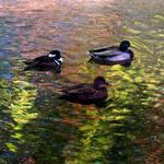 three ducks 2