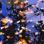 floating leaves 3