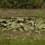 waterlillies...