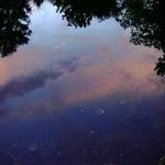 Leaves reflection in pond