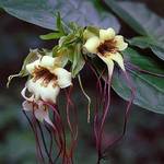Spider Tresses