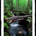 dolinger cascades