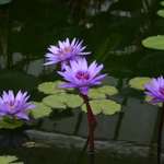 Lilypond