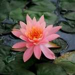 Water Lilly