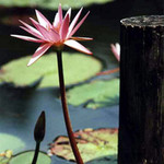 Water Lily and Post